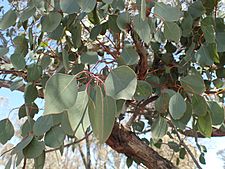 Eucalyptus magnificata leaves