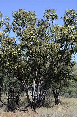 Eucalyptus ochrophloia habit.jpg