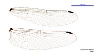 Eusynthemis tillyardi male wings (34216052774)