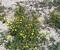 Fireweed (Senecio madagascariensis) in a Central Queensland (Australia) paddock