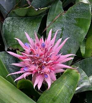 Flower of Bromeliad Garden, Lotusland