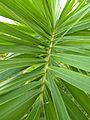 Fox Palm leaves