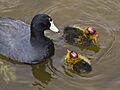 Fulica americana3