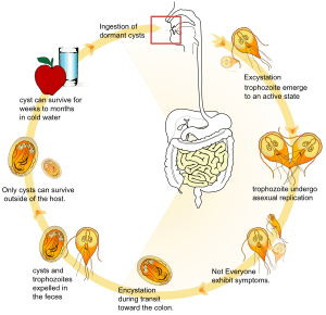 Giardia life cycle en
