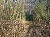 Great Chattenden Wood
