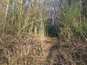 Great Chattenden Wood - geograph.org.uk - 641989