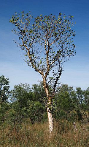 Gyrocarpus americanus tree.jpg