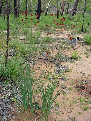 Haemodorum coccineum ArnhemLand.jpg