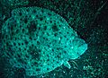 Halibut 300