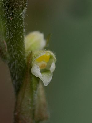 Hetaeria oblongifolia 10064695.jpg