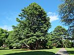 Himalayan cedar in Cornwall Park