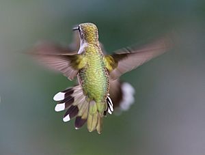 Hummingbird Aerodynamics of flight