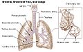 Illu bronchi lungs