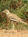 Indian Thick-knee Burhinus indicus by Dr. Raju Kasambe DSCN9380 (14).jpg