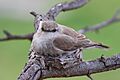 Jacky winter nesting