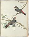 John Lewin - Spotted grossbeak.Lewin, John. Birds of New South Wales with their natural history. Sydney- G. Howe,... - Google Art Project