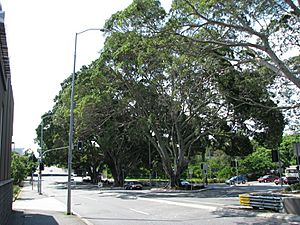 Kelvin Grove Fig Trees (2009)
