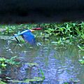 Kingfisher in Cochin