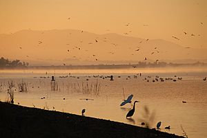 Lake elsinore cranes