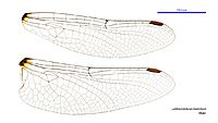 Lathrocordulia metallica male wings (34216269424)
