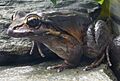 Leptodactylus fallax (1)