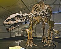 Lessemsaurus Senckenberg.jpg