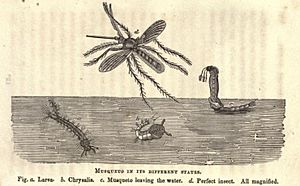 Life in the Insect World (1844), page 134
