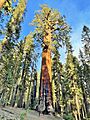Lincoln Tree in Sequoia National Park, California - June 2022