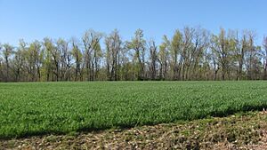 Looking toward the Turk Site