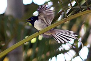 Madagascar paradise flycatcher white phase.jpg