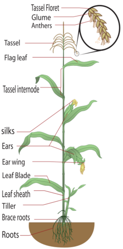 Parts of a maize plant