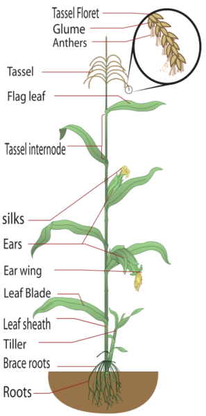 Maize plant diagram, large labels