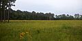 Marysee Prairie Preserve, County Road 2077, Liberty County, Texas, USA (22 May 2020)