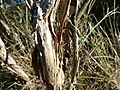 Melaleuca concreta (bark)