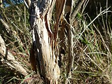 Melaleuca concreta (bark)