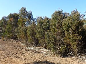 Melaleuca strobophylla habit