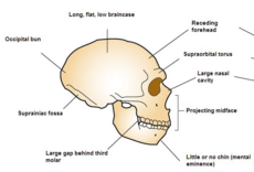 Neanderthal profile