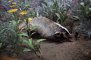 North American badger (22840922527)