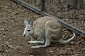 Northern Nail-tail Wallaby Featherdale