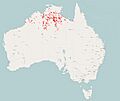 Northern Nailtail Wallaby