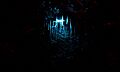 Nz glowworm