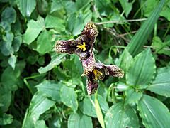 Oceloxochitl morada en Cerro Mesa Ahumada