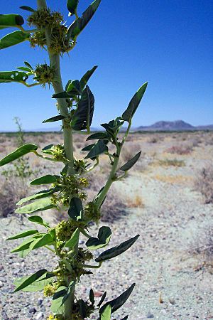 Spiny caper Facts for Kids