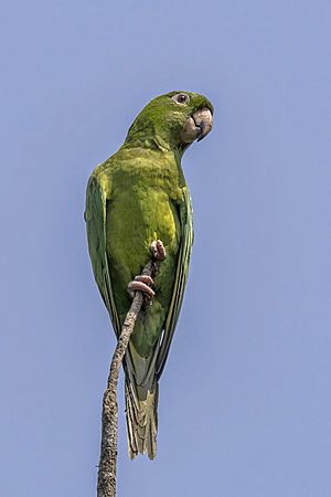 Pacific parakeet (Psittacara strenuus) Los Tarrales.jpg