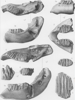 Palaeoloxodon cypriotes.png