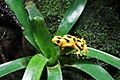 Panamanian golden frog 01 2012 BWI 00395