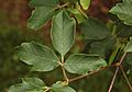 Paperbark Maple Acer griseum Leaves Closeup 2856px