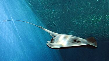 Pelagic stingray fukushima