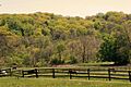 Pepper Pike Horses