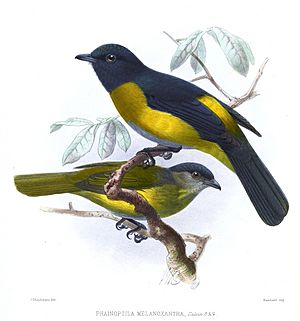 PhainoptilaMelanoxanthaKeulemans